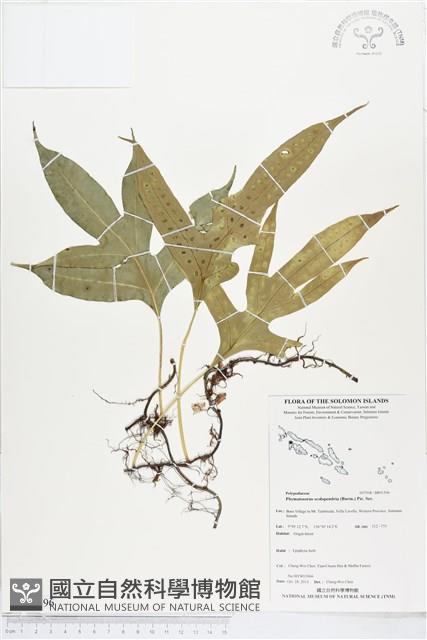 海岸擬茀蕨、海岸星蕨藏品圖，第1張