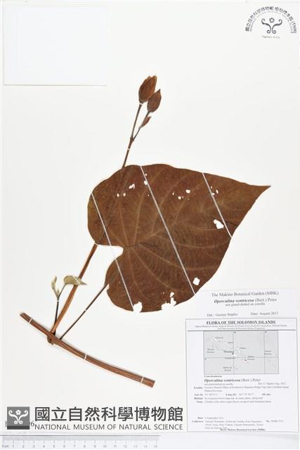 登錄號:BS01596藏品圖，第1張