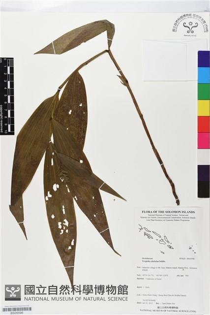 登錄號:BS05596藏品圖，第1張