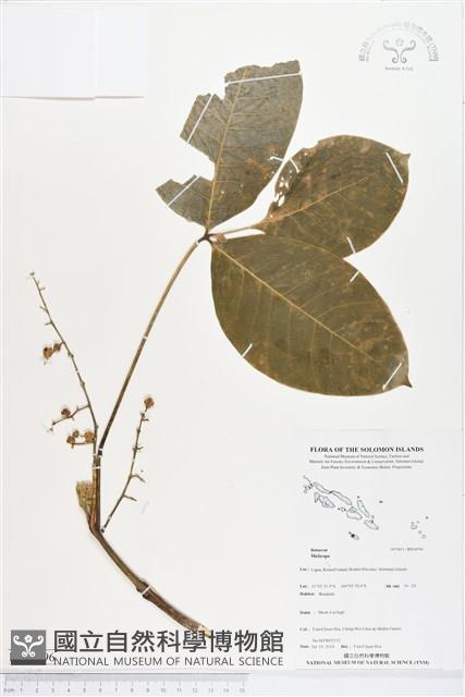 登錄號:BS04596藏品圖，第1張