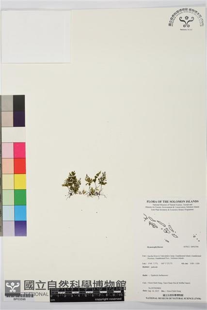 登錄號:BP03596藏品圖，第1張