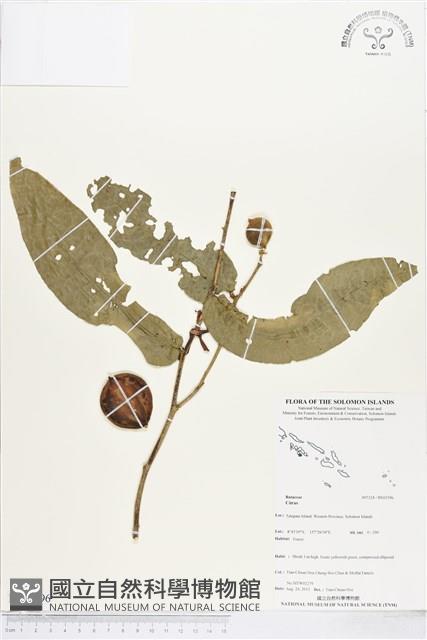 登錄號:BS03596藏品圖，第1張