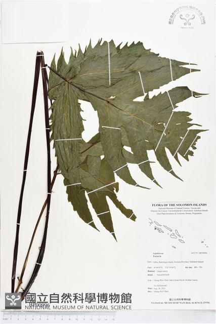 登錄號:BP00996藏品圖，第1張