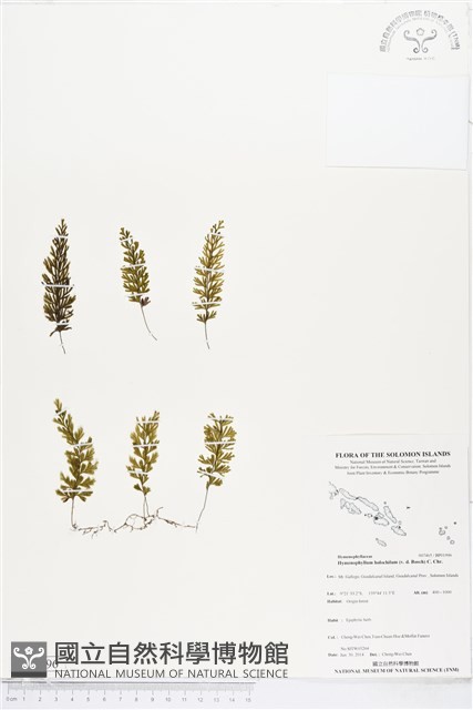 南洋厚壁蕨藏品圖，第1張