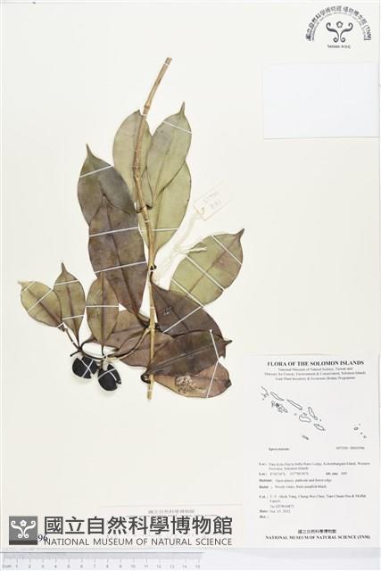 登錄號:BS01996藏品圖，第1張