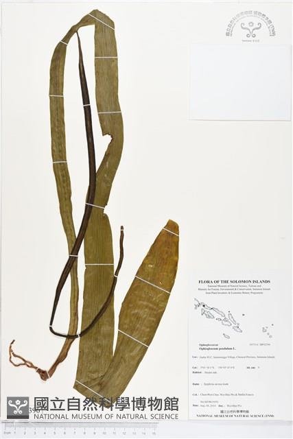 帶狀瓶爾小草藏品圖，第1張