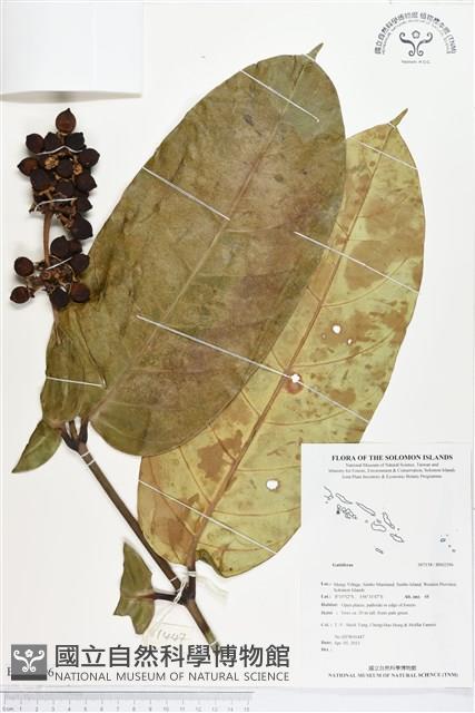 登錄號:BS02396藏品圖，第1張