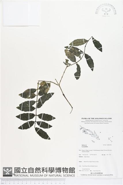 登錄號:BS04396藏品圖，第1張