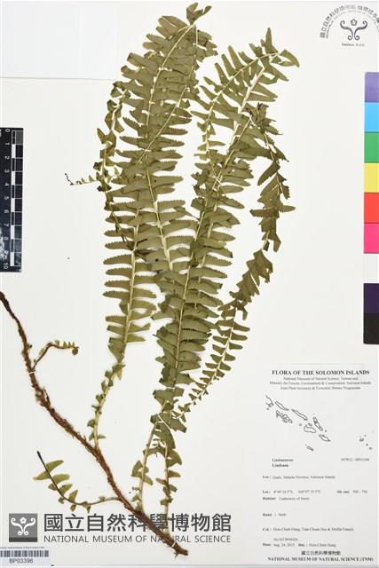 登錄號:BP03396藏品圖，第1張