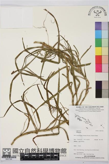 登錄號:BS07396藏品圖，第1張