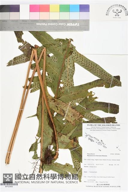 登錄號:BP02866藏品圖，第1張