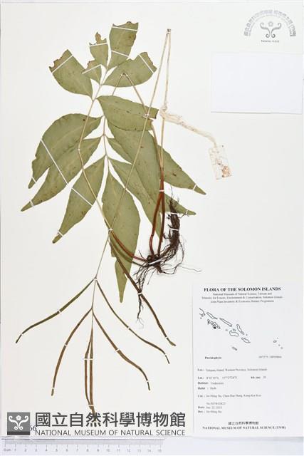 登錄號:BP00866藏品圖，第1張