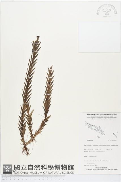 登錄號:BS04866藏品圖，第1張