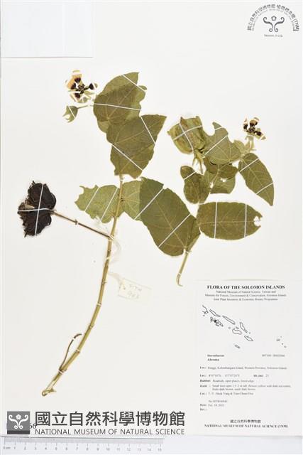 登錄號:BS02066藏品圖，第1張