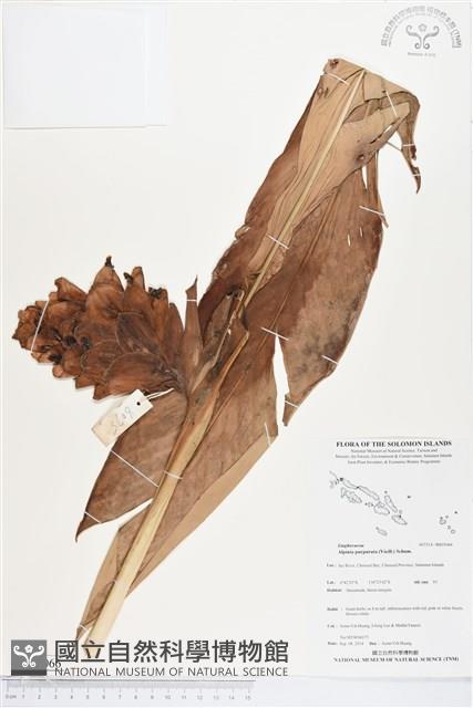 紅花月桃藏品圖，第1張