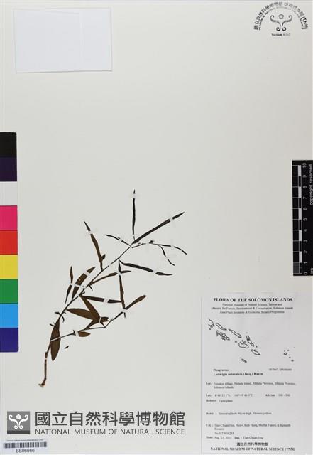 水丁香藏品圖，第1張