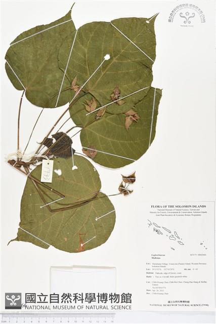 登錄號:BS02666藏品圖，第1張