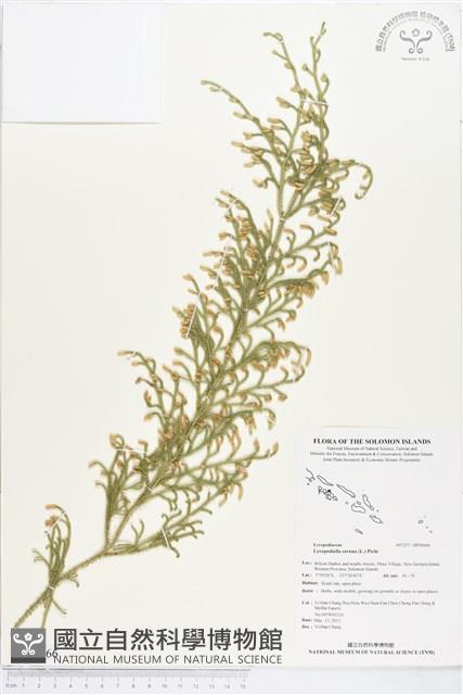 過山龍藏品圖，第1張