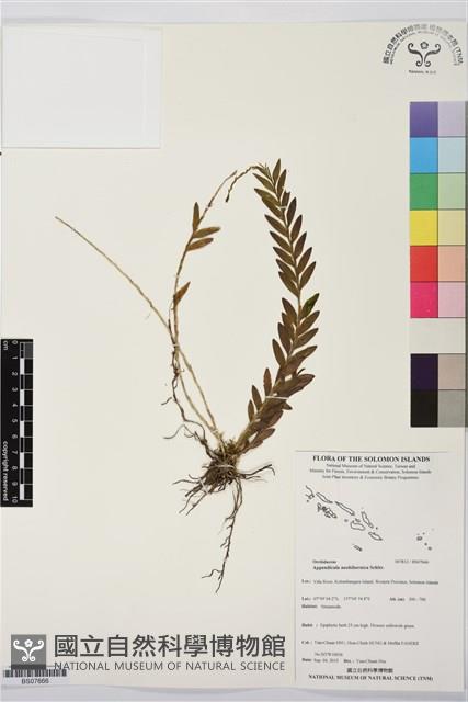 登錄號:BS07666藏品圖，第1張