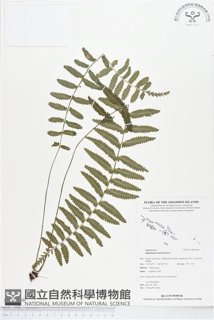 鈍齒鐵角蕨藏品圖，第1張