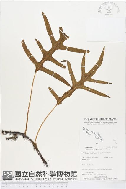 海岸擬茀蕨、海岸星蕨藏品圖，第1張
