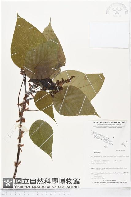 登錄號:BS05166藏品圖，第1張