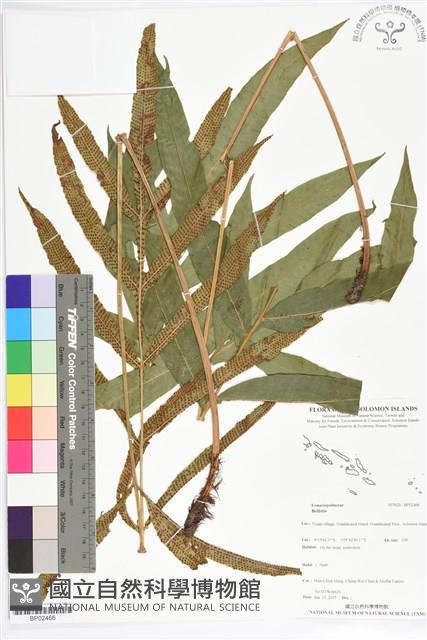 登錄號:BP02466藏品圖，第1張