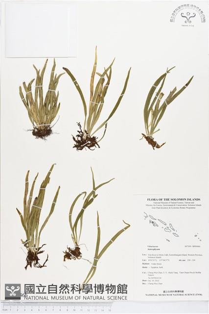 Accession Number:BP00466 Collection Image