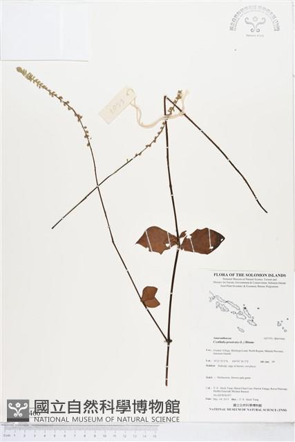 假川牛膝藏品圖，第1張