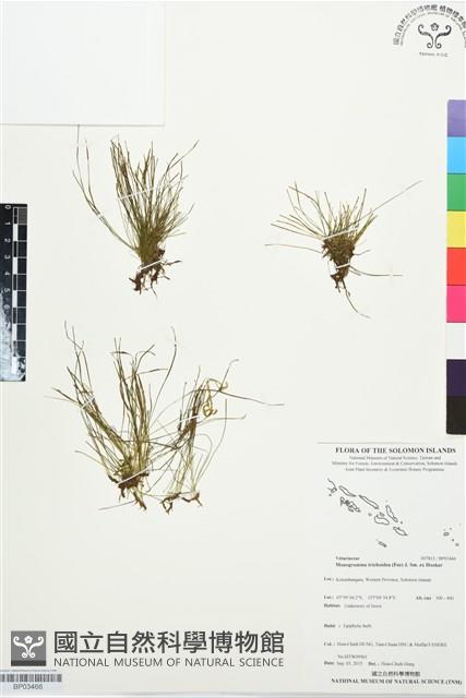 一條線蕨藏品圖，第1張