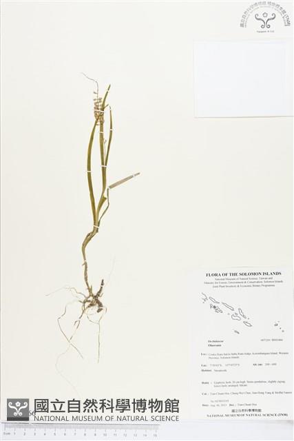 登錄號:BS03466藏品圖，第1張