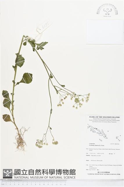 一枝香藏品圖，第1張