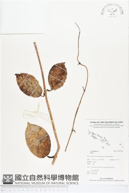 登錄號:BS03266藏品圖，第1張