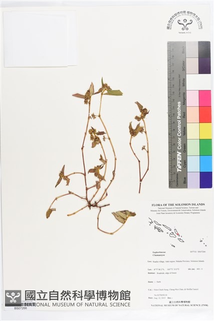 登錄號:BS07266藏品圖，第1張