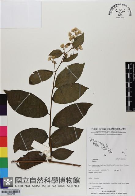 登錄號:BS06766藏品圖，第1張