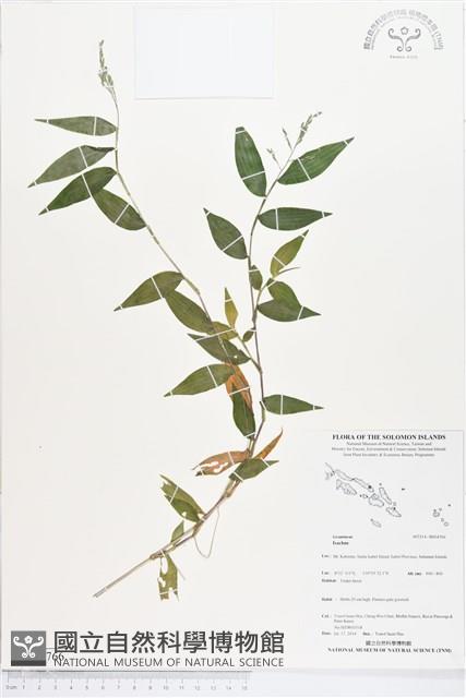 登錄號:BS04766藏品圖，第1張