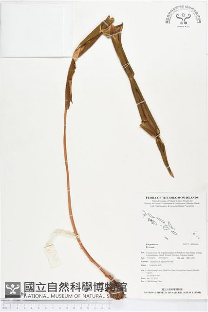 登錄號:BP00566藏品圖，第1張