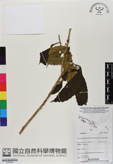 登錄號:BS06966藏品圖，第1張