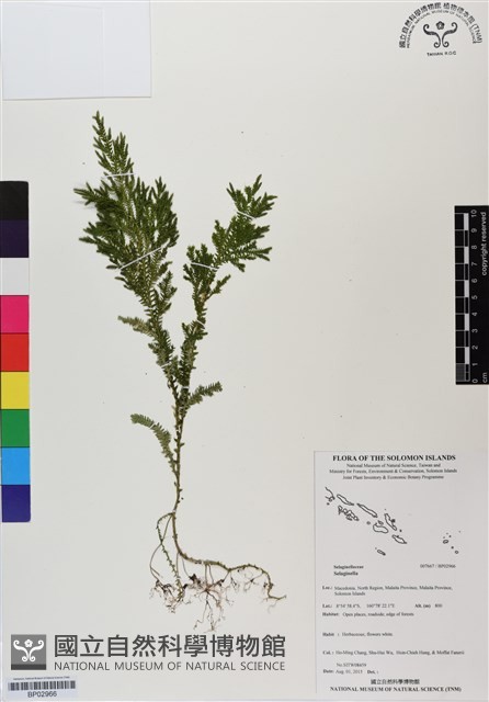 登錄號:BP02966藏品圖，第1張