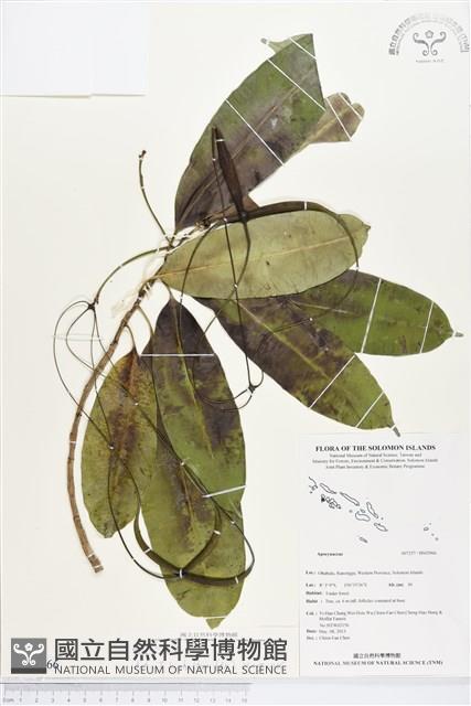 登錄號:BS02966藏品圖，第1張