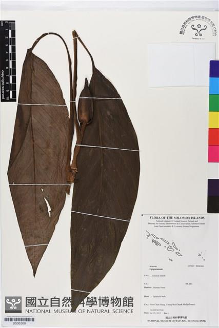 登錄號:BS06366藏品圖，第1張