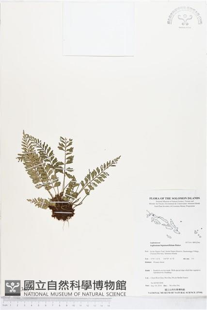 登錄號:BP02366藏品圖，第1張