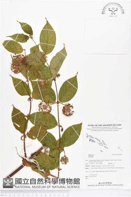 Accession Number:BS02366 Collection Image