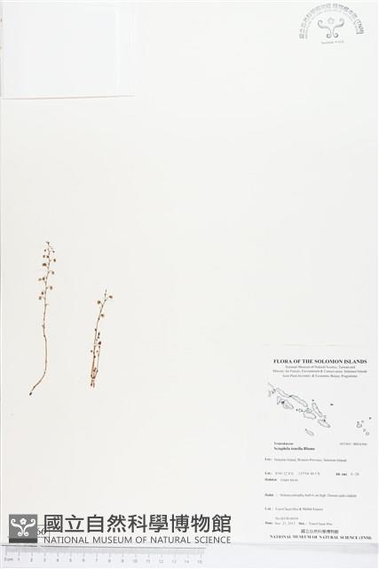 登錄號:BS04366藏品圖，第1張