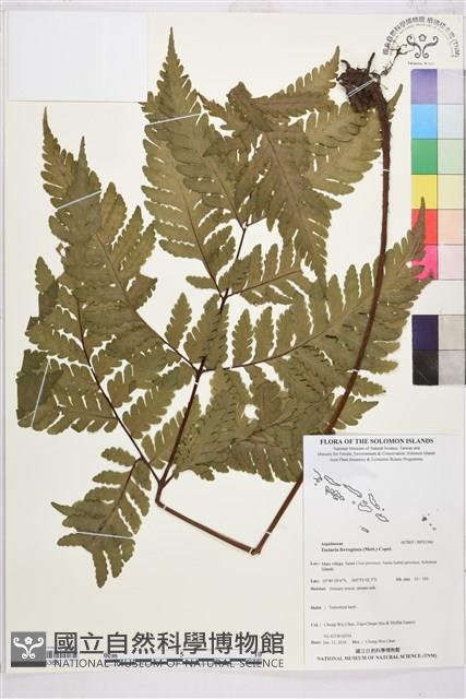 登錄號:BP03366藏品圖，第1張