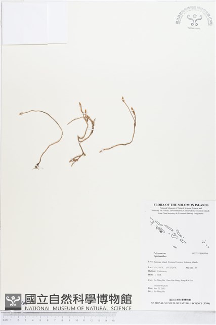 登錄號:BS03366藏品圖，第1張