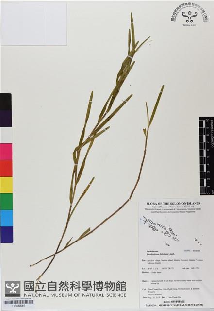 登錄號:BS06846藏品圖，第1張