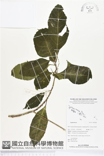 登錄號:BS02846藏品圖，第1張