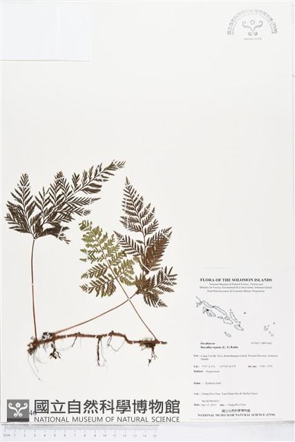 陰石蕨、陰地蕨藏品圖，第1張