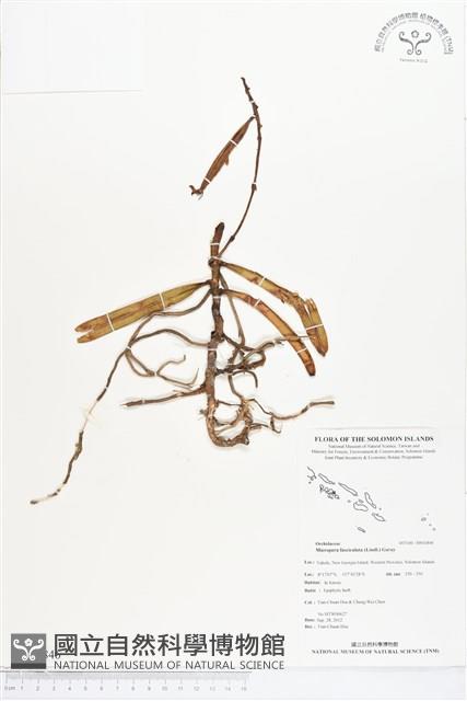 登錄號:BS01846藏品圖，第1張